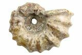 1 1/2" Tractor Ammonite (Douvilleiceras) Fossils - Photo 2